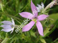 Isotoma axillaris Lindl. (Laurentia axillaris (Lindl.) Wimm.)