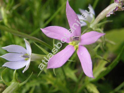 Isotoma axillaris Lindl. (Laurentia axillaris (Lindl.) Wimm.)