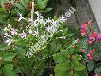 Isotoma axillaris Lindl. (Laurentia axillaris (Lindl.) Wimm.)