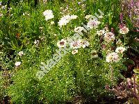 Ismelia versicolor Cass. (Chrysanthemum carinatum Schous., Leucanthemum carinatum L., Ismelia carinata (Schous.))