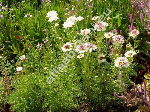 Ismelia versicolor Cass. (Chrysanthemum carinatum Schous., Leucanthemum carinatum L., Ismelia carinata (Schous.))