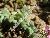 Sedum cyaneum Rudolph (Sedum pluricaule K.)