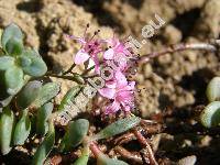 Sedum cyaneum Rudolph (Sedum pluricaule K.)