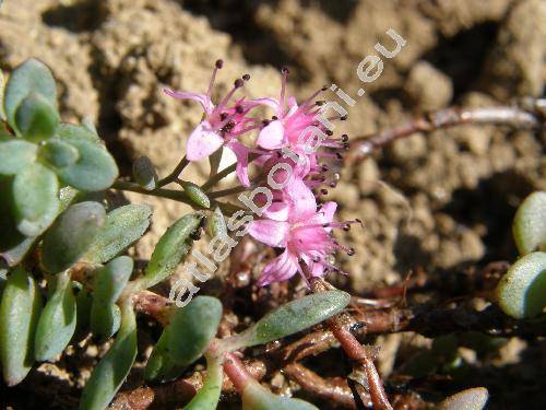 Sedum cyaneum Rudolph (Sedum pluricaule K.)