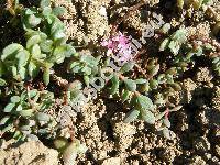 Sedum cyaneum Rudolph (Sedum pluricaule K.)