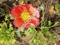 Papaver nudicaule L.