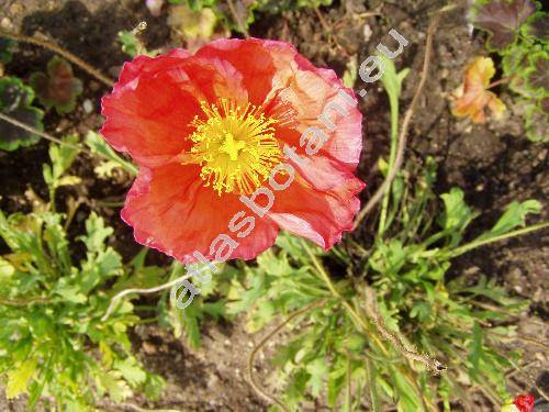 Papaver nudicaule L.