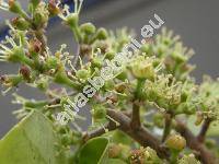 Schefflera leucantha Viguier (Schefflera kwangsiensis Merr. ex Li, Schefflera tenuis)