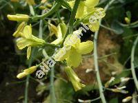 Brassica oleracea var. sabauda L.