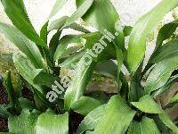 Aspidistra elatior Bl. (Aspidistra lurida hort. non Ker.)