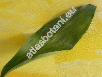 Aspidistra elatior Bl. (Aspidistra lurida hort. non Ker.)