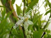 Citrus reticulata Blanco