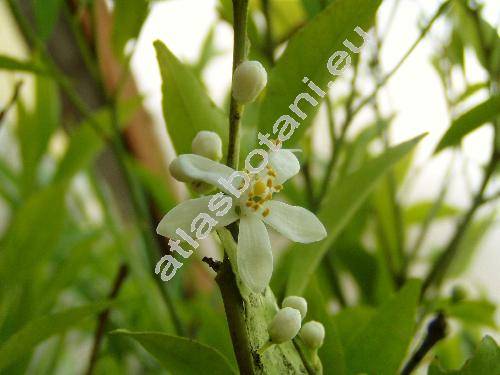 Citrus reticulata Blanco