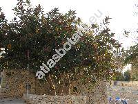 Ficus elastica Roxb.