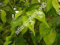 Ficus benjamina L. (Ficus benjamin, Ficus lucida Ait., Ficus parvifolia, Ficus pendula Link, Ficus comosa Roxb., Ficus umbrina Elm.)