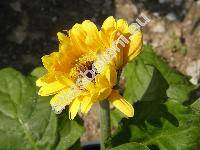 Gerbera jamesonii (Gerbera jamesonii Bol. ex Hook. f.)