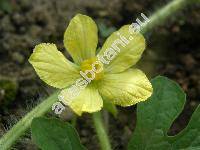 Citrullus lanatus (Thunb.) Matsumura et Nakai (Citrullus vulgaris Schrad., Momordica lanata, Cucurbita citrullus)