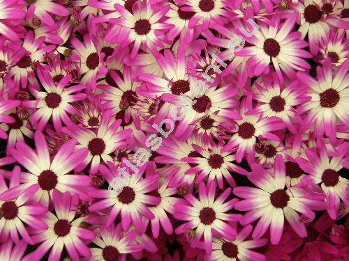 Senecio cruentus (Masson) DC. (Cineraria cruenta Masson, Cineraria hybrida hort. or Willd.)