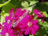 Senecio cruentus (Masson) DC. (Cineraria cruenta Masson, Cineraria hybrida hort. or Willd.)