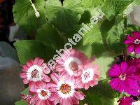 Senecio cruentus (Masson) DC. (Cineraria cruenta Masson, Cineraria hybrida hort. or Willd.)