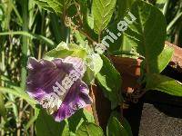 Cobaea scandens Cav.