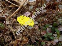 Tussilago farfara L.