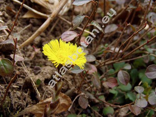 Tussilago farfara L.