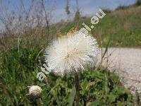 Tussilago farfara L.