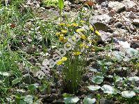 Tussilago farfara L.