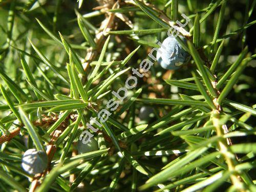 Juniperus communis L.