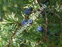 Juniperus communis L.
