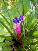 Tillandsia cyanea Lind.