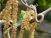 Corylus avellana 'Contorta'