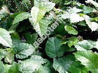 Cissus antarctica Vent.