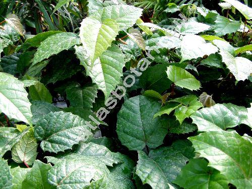 Cissus antarctica Vent.