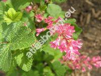 Ribes sanguineum Pursh