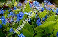 Omphalodes verna Moench