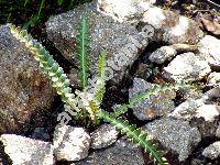 Ceterach officinarum Willd. (Asplenium ceterach L.)