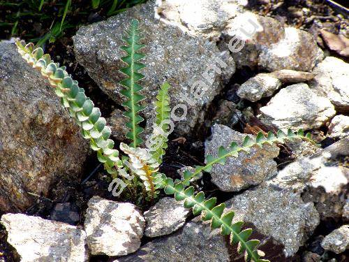 Ceterach officinarum Willd. (Asplenium ceterach L.)