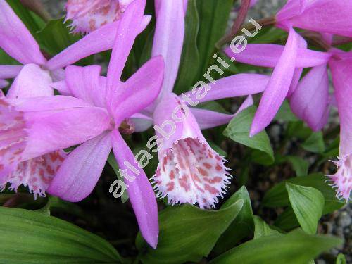 Pleione limprichtii (Pleione pogonioides Rolfe, Pleione bulbocodioides (Franch.) Rolfe)