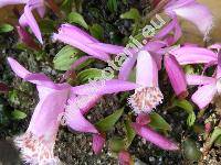 Pleione limprichtii (Pleione limprichtii Schltr., Pleione bulbocodioides var. limprichtii (Schltr.) Cribb)