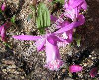 Pleione limprichtii (Pleione limprichtii Schltr., Pleione bulbocodioides var. limprichtii (Schltr.) Cribb)