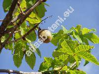 Aesculus x carnea Hayne (Aesculus hippocastanum x Aesculus pavia, Aesculus rubicunda  Lois., Pavia carnea (Hayne) Spach)