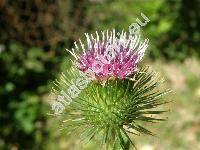 Arctium lappa L. (Lappa major Gaertn., Lappa bardana Moench, Arctium majus (Gaertn.) Bernh., Arctium vulgare (Hill) Druce Ann.)