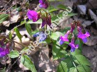 Lathyrus vernus (L.) Bernh. (Orobus vernus L.)