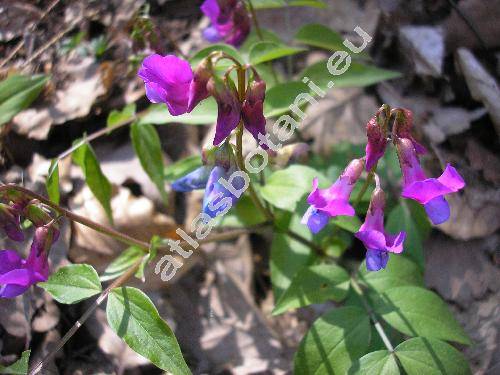 Lathyrus vernus (L.) Bernh. (Orobus vernus L.)