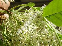 Fraxinus ornus L. (Ornus europaea L.)