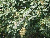 Fraxinus ornus L. (Ornus europaea L.)