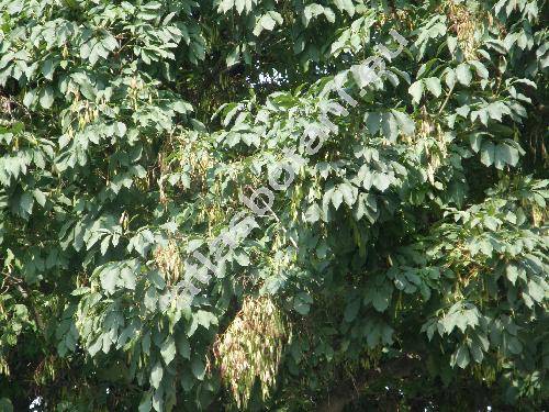 Fraxinus ornus L. (Ornus europaea L.)