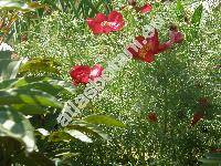 Paeonia tenuifolia L.